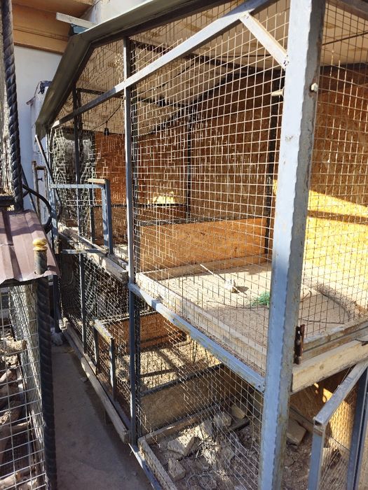 Tovuq, Qush qafas mataldan 
90x90 dan 6 ta katagi bo