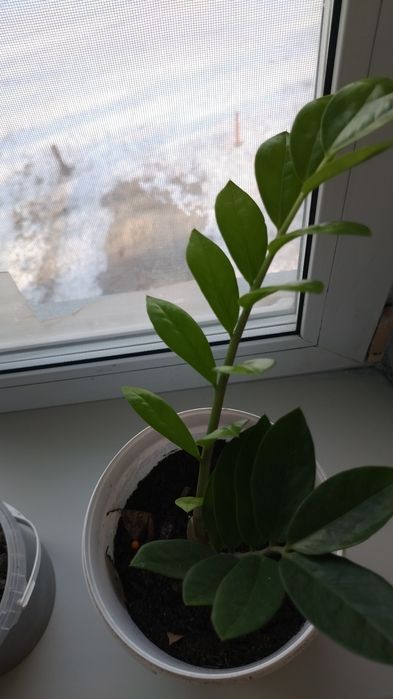 Цветок домашний цена 1000тг