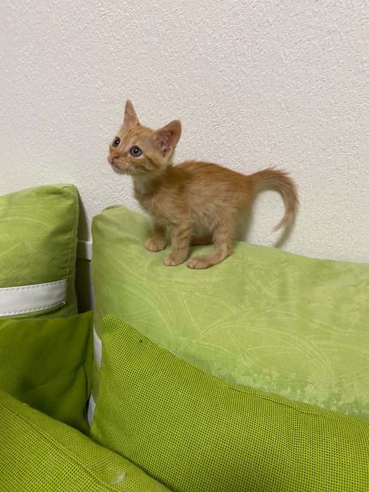 Подарявам мъжко коте