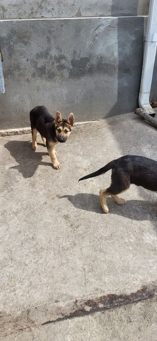 Сабака апчаркы күшик