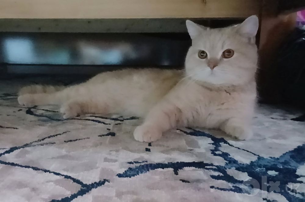 Britan Shorthair, soglom mushuk