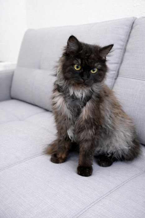 Кошечка ЛУНА ищет семью.