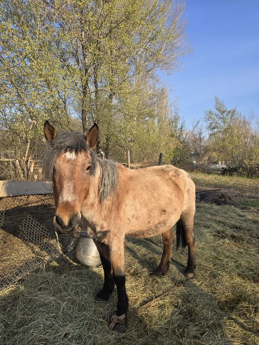 Сауынды бие сатылады