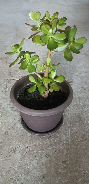 Copacul banilor/Crassula