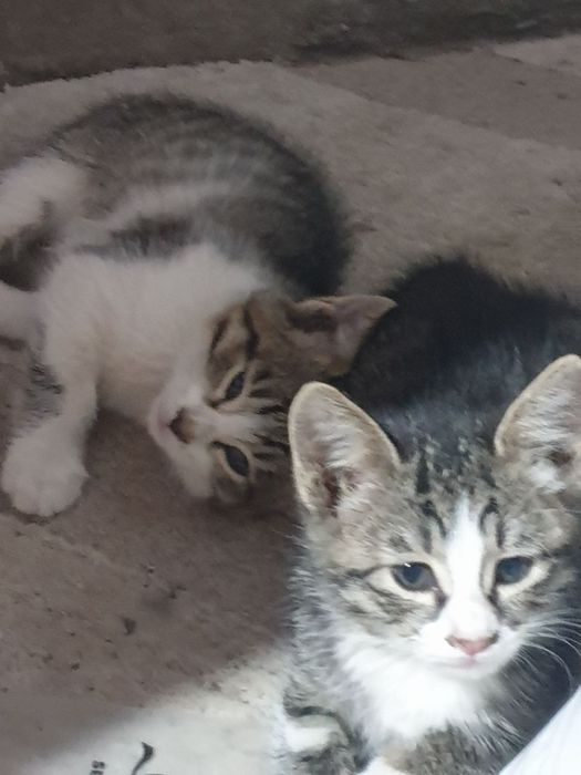 Отдам в добрые руки котят