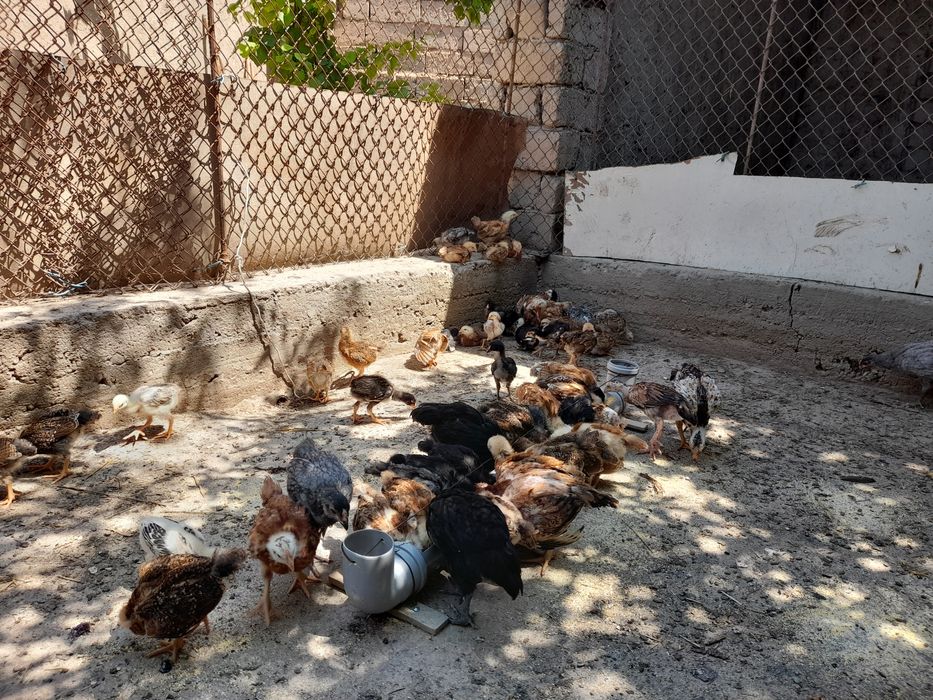 Xanxiyap 3 VA qora shagzoda jersey VA avistirolop jujalari