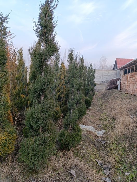 Marjavin 5yillik