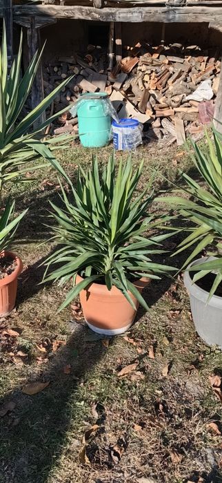 Палма юка различни по размер