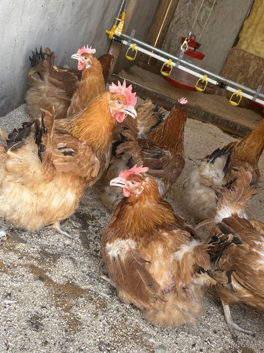 pui rasa mixta ,gaini