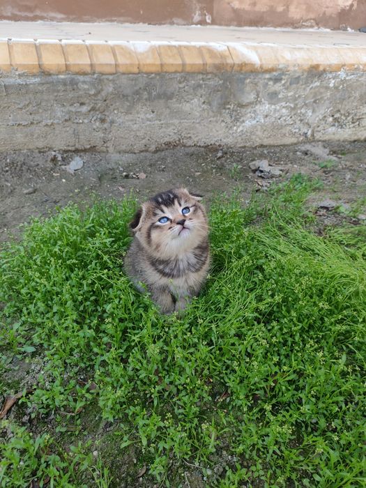 Ширинтой мушукчаларимиз  сотилади
