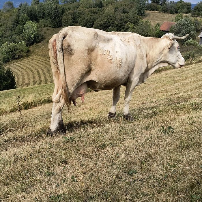 Vaca de vânzare cu lapte