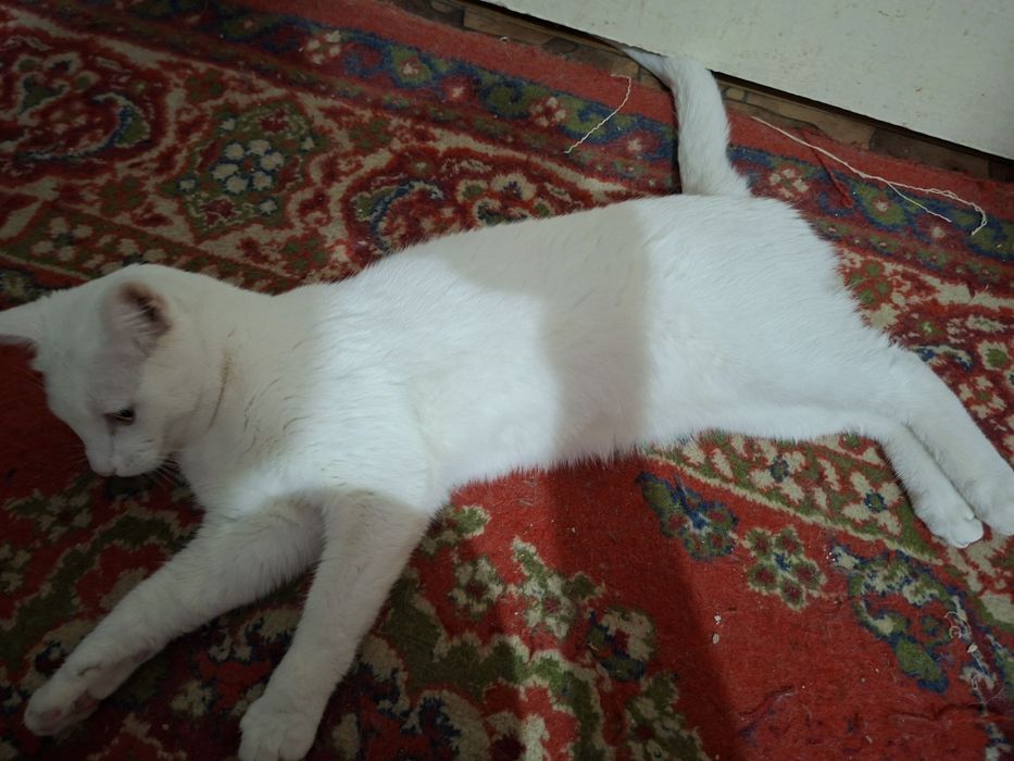 Отдам котика кастрированного