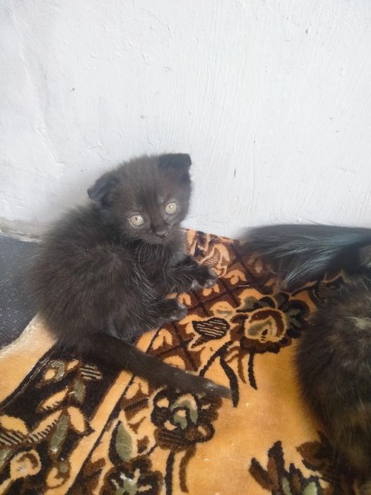 Котята вислоухие