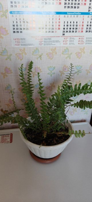 Папоротник папоротники