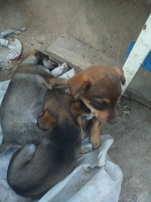 Отдам щенков в добрые руки