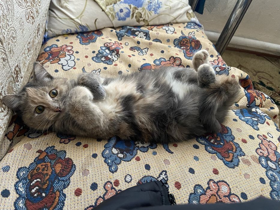 Отдам кошку в добрые руки