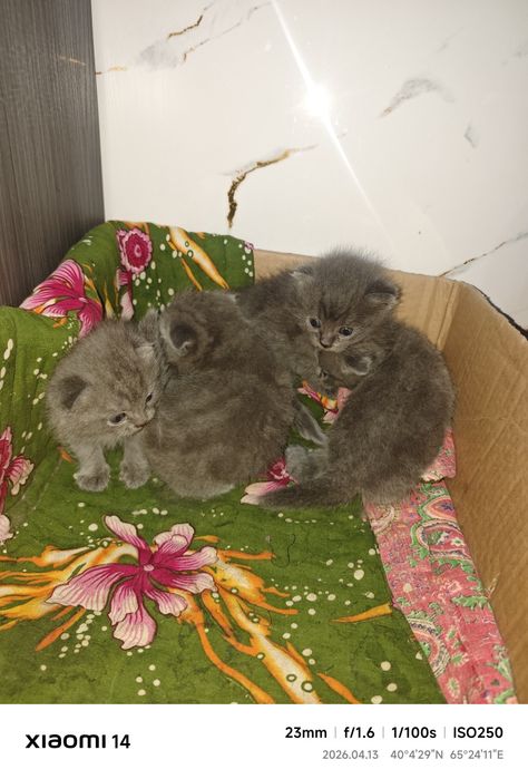 Scotish fold 2 haftalik