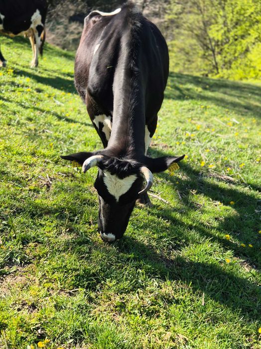 Vaca cu vitel de vanzare