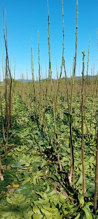 Puieți de nuc de vânzare