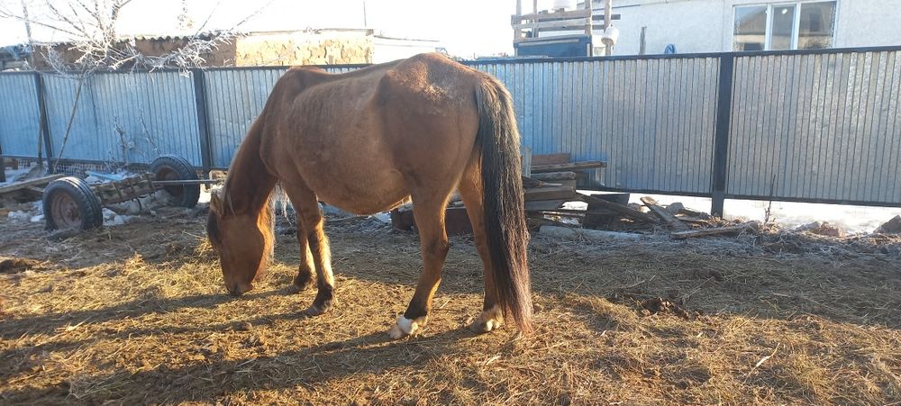 Биелер сатылады а