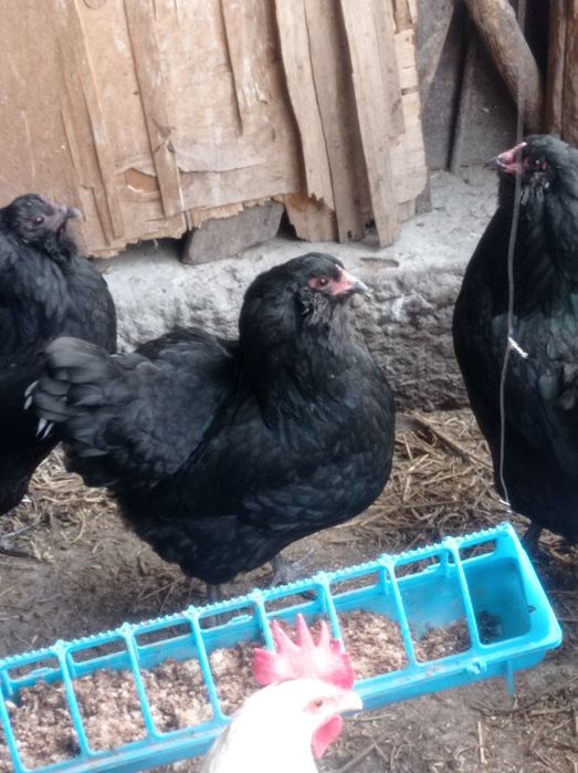 Продаются домашние яйца на инкубацию