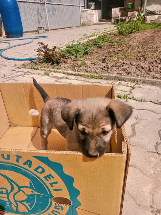 Отдам щеночка в хорошие руки