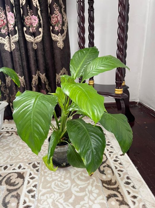 Продается комнатные цветы