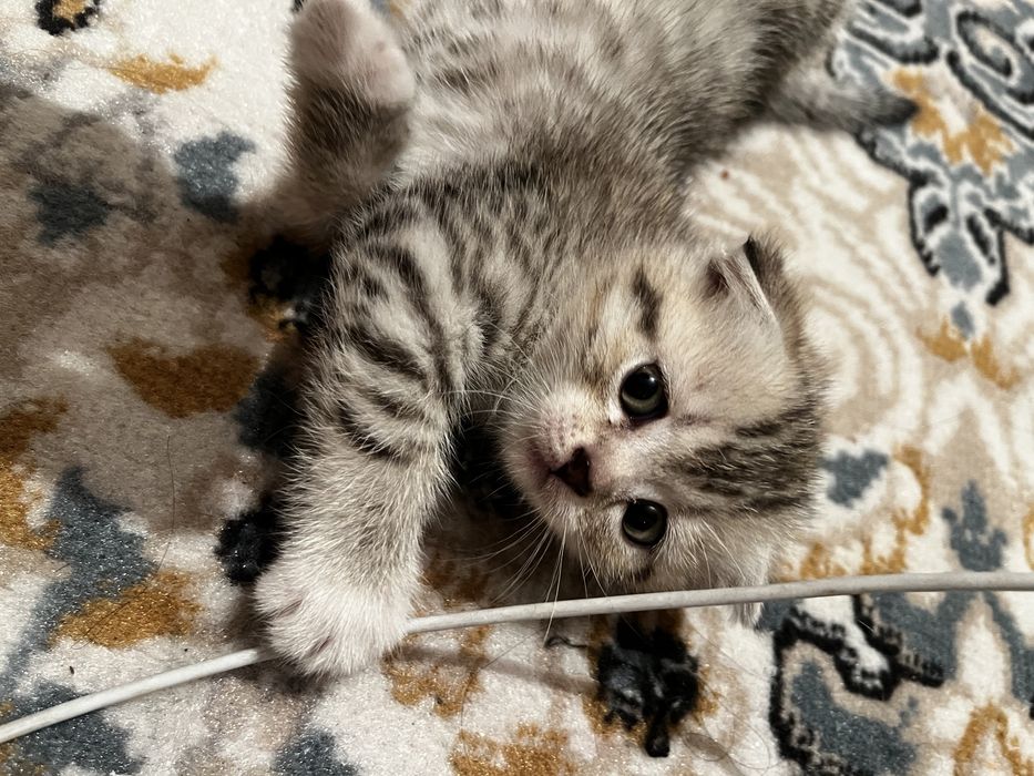 Котенок вислаухий шотланский