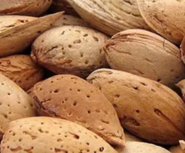 Бодом кўчатларисотувда