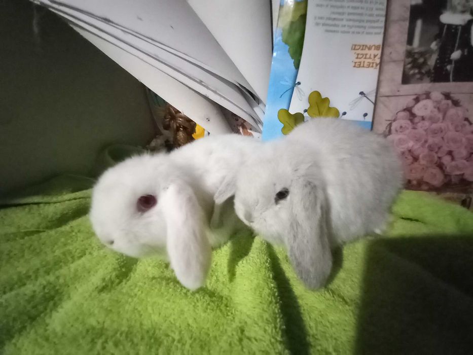 IEPURI Berbec Pitic de Companie Iepurasi Mini Toys
