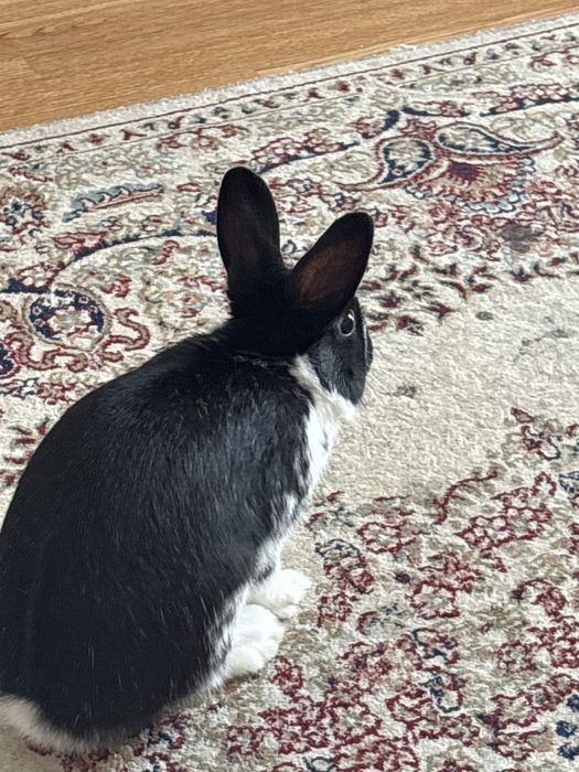 Продам декоративного кролика