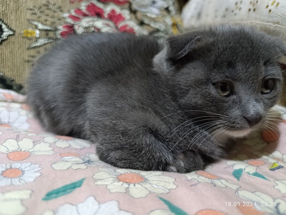 Котенок скотиш фолд