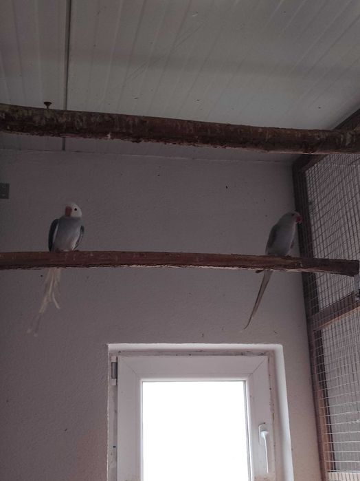 Micul și Marele Alexandru