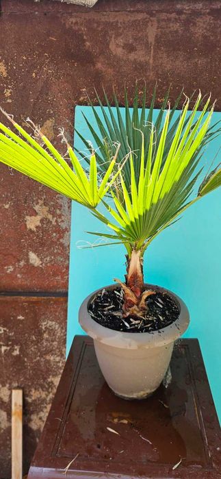 Палми Вашингтония