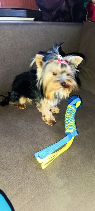 Мини Йоркширски териер