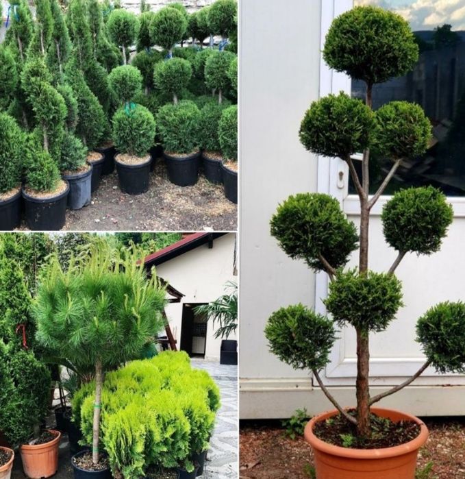 Plante ornamentale de orice specie la pret minim garantat