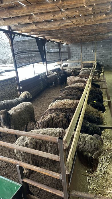 34 бас қошқар бар