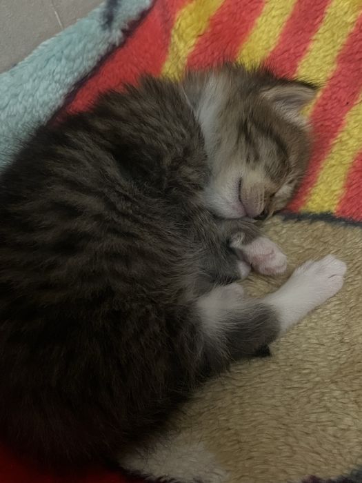 Котёнок в добрые руки