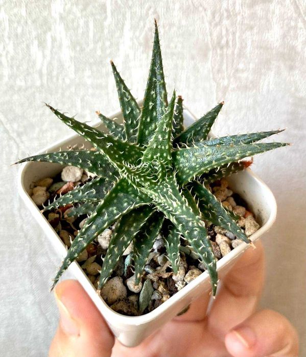 Сортовой гибрид алое Descoingsii X Hawarthioides, суккулент