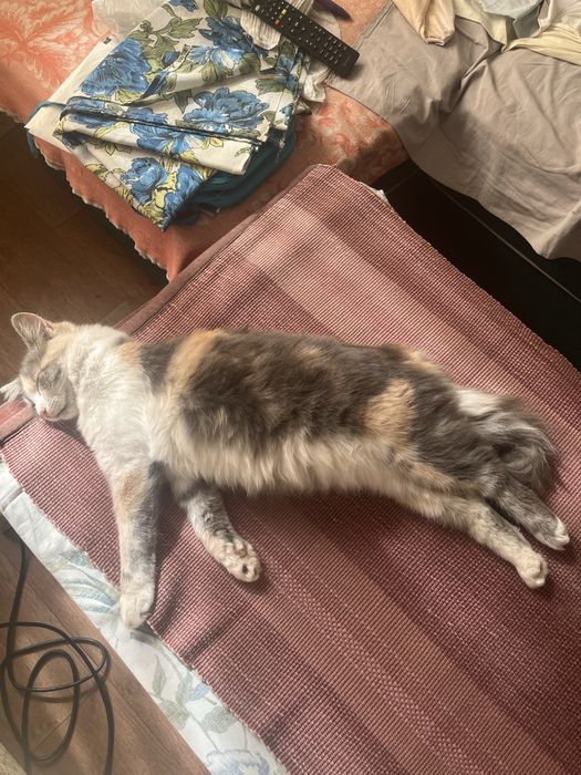 Отдам котов в добрые руки