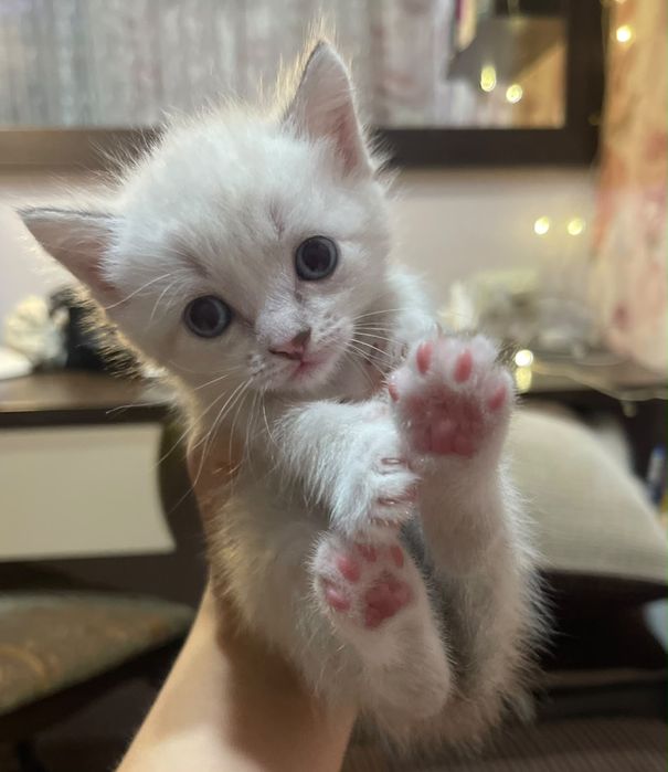 Отдам котят 2 мальчика и девочка