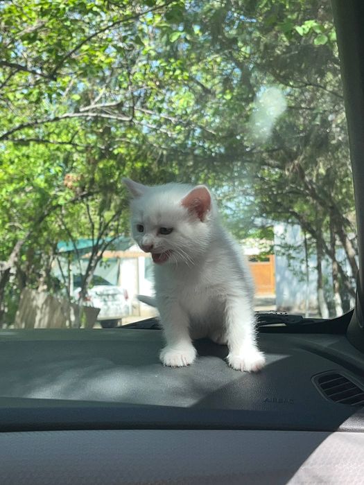 Мушукча сотилади галишамиз