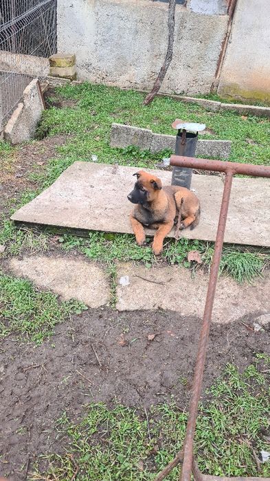 Малиноа - белгийска овчарка