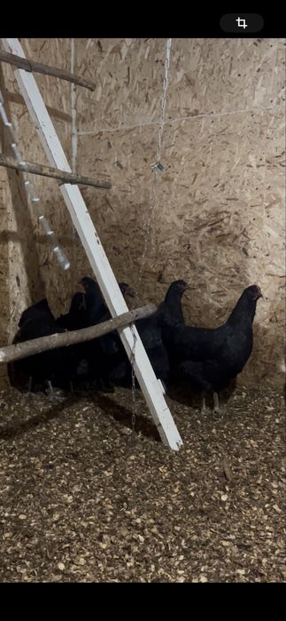 Джерси Гигант, Куры продается