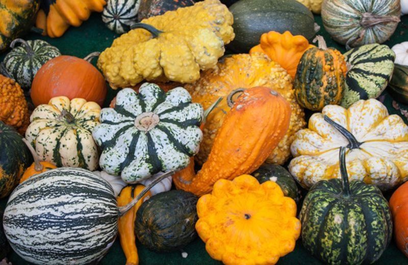 +180 'Seminte Dovleci Placintari soiuri Italia