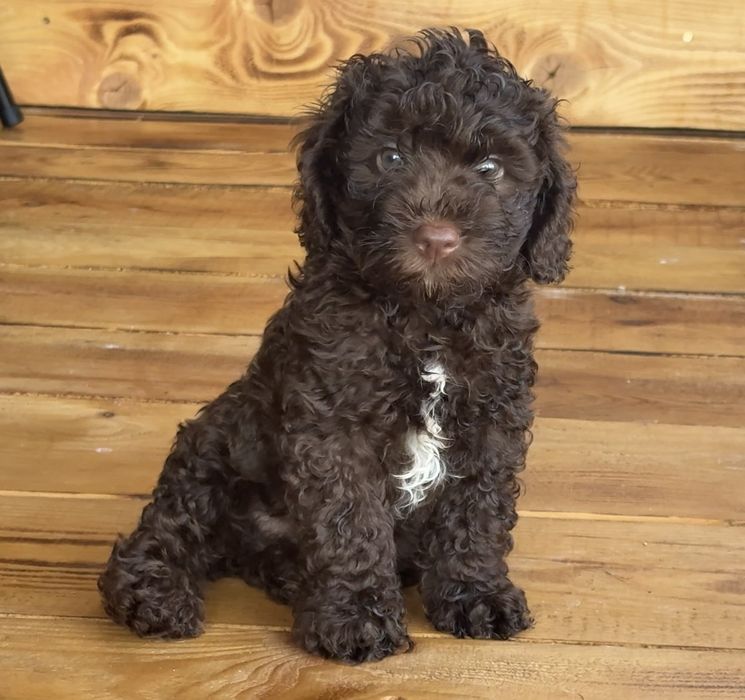 Мини пудел Mini poodle
