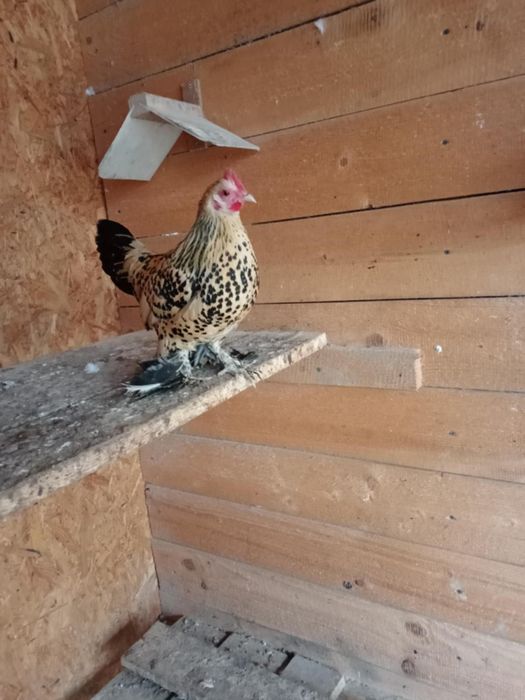 Pitici mi de flori Lemon!