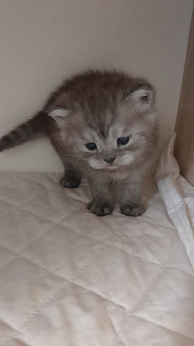 Продаю котят Британских