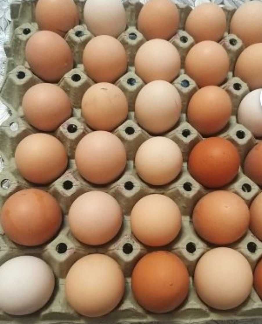 Домашни яйца от щастливи кокошки. с. Брестовица • OLX.bg