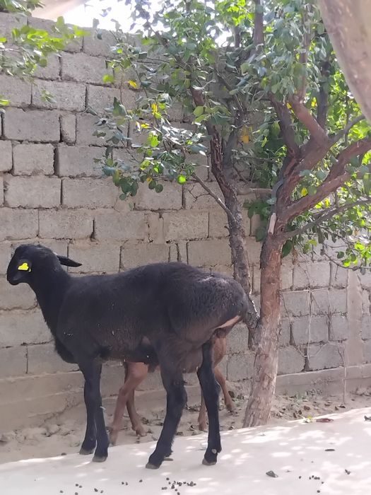 Продаётся Баран породистый